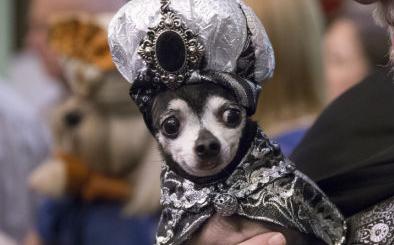 Dog